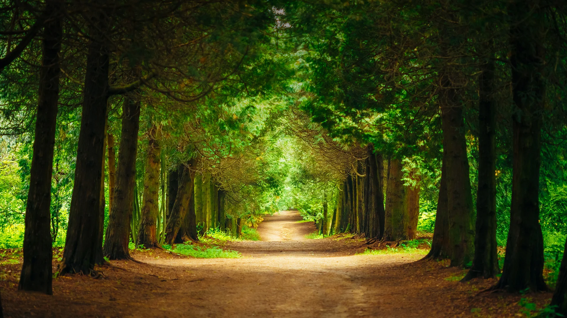 Sattva Green Groves